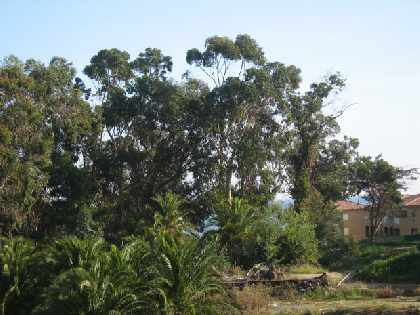 Site (2)